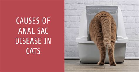 Anal Sac Disease in Cats: Causes, Signs